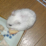 りんごを食べるアイ