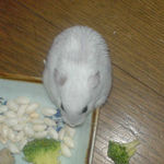 コメコメポップを食べるアイ