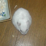 炒り大豆を食べてるんです