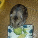 ブロッコリーを食べるのんちゃん