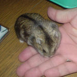 頬袋いっぱいののんちゃん