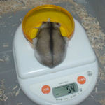 うまくエサ入れにはいれないの