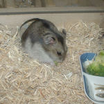 ブロッコリーは食べています