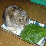 小松菜をたべるのんちゃん