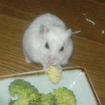 ブロッコリーを食べています