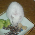 蕎麦の実を吸い込み中