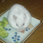 乾燥パパイヤを食べ中