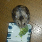 ブロッコリーを食べるのんちゃん