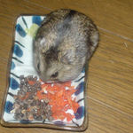 蕎麦の実を吸引中ののんちゃん