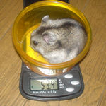 体重は変わらずです