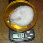 今週も体重減少です