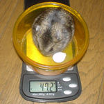 ちょっと増えました