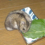 小松菜に齧りつくのんちゃん