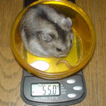 体重少し増加
