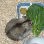 小松菜に食いついているユウキ