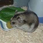 ペレット団子を食べるユウキ