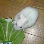 青梗菜に齧りつくアイ