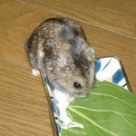 青梗菜に齧りつくのんちゃん