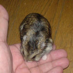 ヒマワリ種を受け取っているのんちゃん