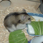 青梗菜に齧りつくユウキ