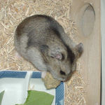 ペレット団子を食べるユウキ