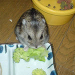 ブロッコリーを食べるのんちゃん