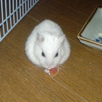 乾燥パパイヤを食べるアイ