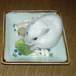 ブロッコリーを食べるアイ