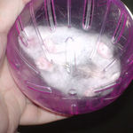 お腹側から見るとこんな感じ