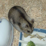 今日もペレット団子を食べてます