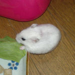 青梗菜に齧りつくアイ