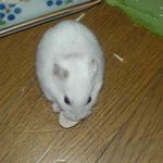 し鶏ささみを食べるアイ