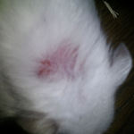 アイの背中のハゲ