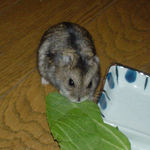 青梗菜を食べるのんちゃん