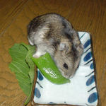 スナップエンドウに興味がある様子