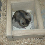 念入りに毛づくろい中