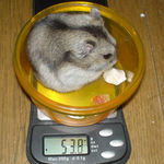 体重はこんなもんです