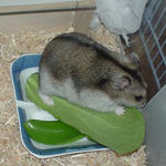 青梗菜を食べるユウキ