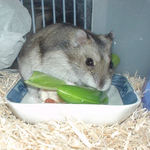 スナップエンドウに齧りついているユウキ