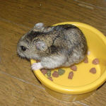 エサ入れに入っているのんちゃん