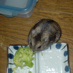 ブロッコリーを食べるのんちゃん