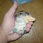 のんちゃん、腹出し食い