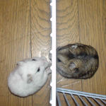 大きさは同じくらい