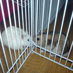 いい感じでしたが、今日はここまで