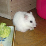 ブロッコリーを食べるアイ