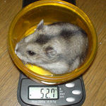 体重は減少気味