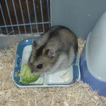 ブロッコリーを食べるユウキ