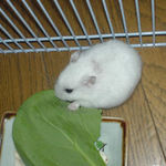 青梗菜を食べるアイ