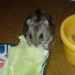 キャベツを食べるのんちゃん