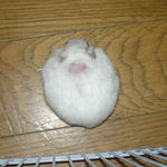 まったく見えませんがりんごチップを食べています